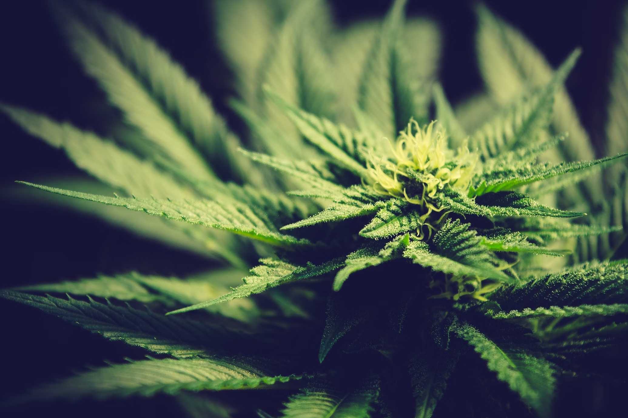 best cannabis strain for chronic pain