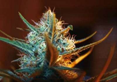 What are the best cannabis strains for chronic pain?